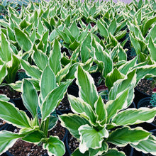 Load image into Gallery viewer, Hosta, Albomarginata - Garden Centre - Nursery