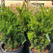 Load image into Gallery viewer, Fairview Spreading Yew - Garden Centre - Nursery