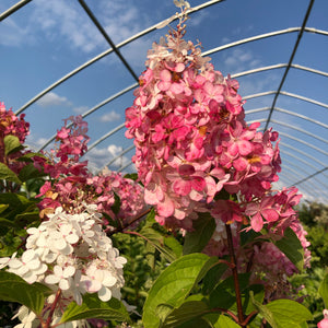 Standard Hydrangea, Vanilla Strawberry - Garden Centre - Nursery