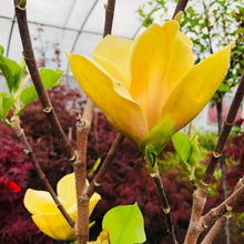 Load image into Gallery viewer, Magnolia Tree, Judy Zuk - Garden Centre - Nursery