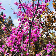 Eastern Redbud (Multi Stem) - Garden Centre - Nursery