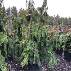 Weeping Nootka Cypress - Garden Centre - Nursery