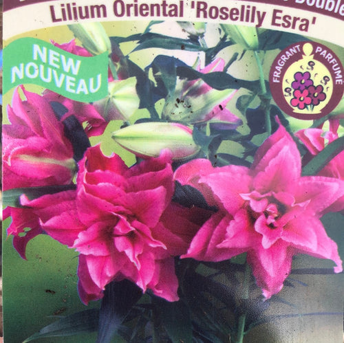 Lily, Double Oriental Roselily Esra - Garden Centre - Nursery