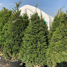 Load image into Gallery viewer, Pyramidal Japanese Yew - Garden Centre - Nursery