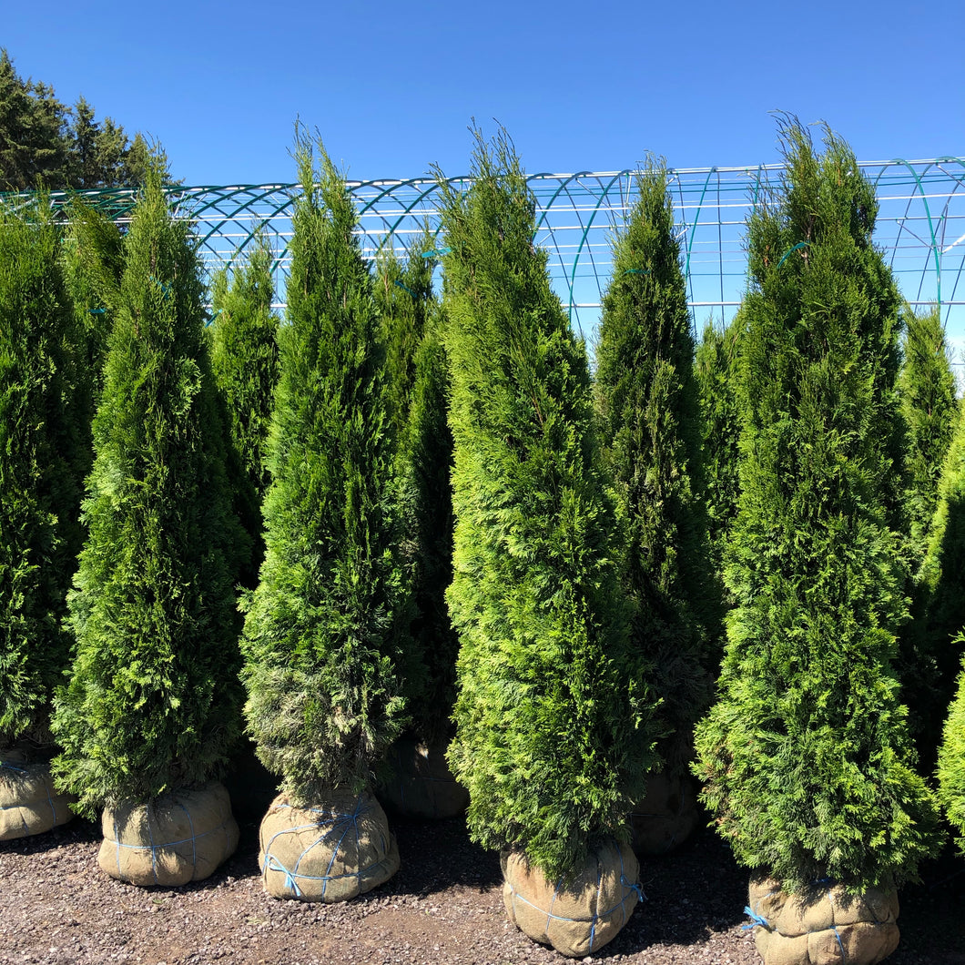 Emerald Cedar - Garden Centre - Nursery