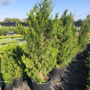 Spartan Juniper - Garden Centre - Nursery