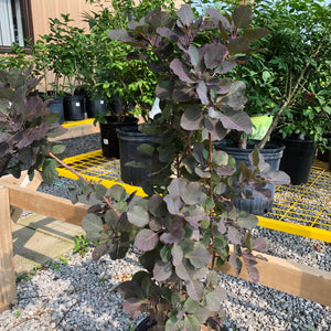 Royal Purple Smokebush - Garden Centre - Nursery