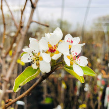 Load image into Gallery viewer, Anjou Pear - Garden Centre - Nursery