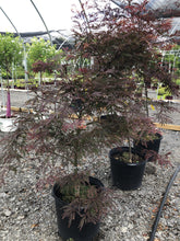 Load image into Gallery viewer, Inabe Shidare Japanese Maple - Garden Centre - Nursery
