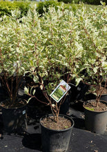 Load image into Gallery viewer, Ivory Halo Dogwood - Garden Centre - Nursery