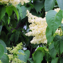 Load image into Gallery viewer, Ivory Silk Tree Lilac 015/03 - Garden Centre - Nursery