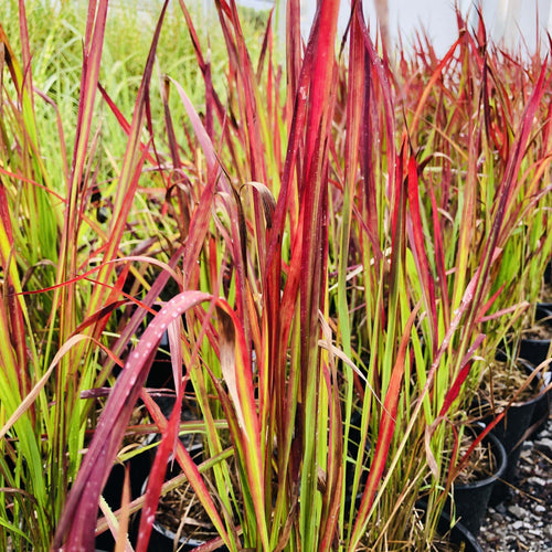Japanese Blood Grass,Red Baron - Garden Centre - Nursery