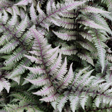 Load image into Gallery viewer, Japanese Painted Fern - Garden Centre - Nursery