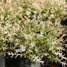 Load image into Gallery viewer, Japanese Willow - Garden Centre - Nursery