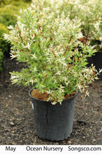 Load image into Gallery viewer, Japanese Willow - Garden Centre - Nursery