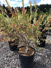 Load image into Gallery viewer, Japanese Willow - Garden Centre - Nursery