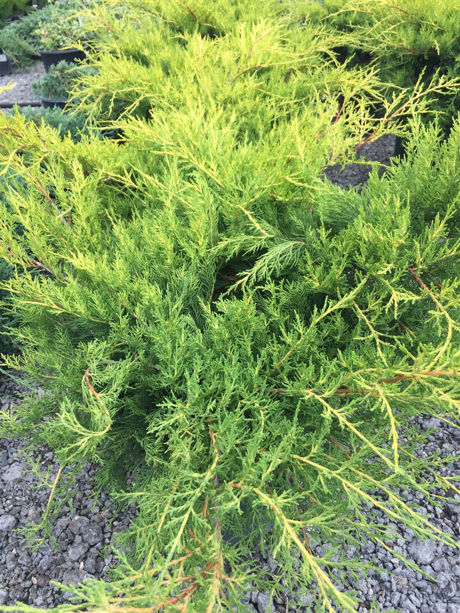 Old Gold Juniper – Songsco.com