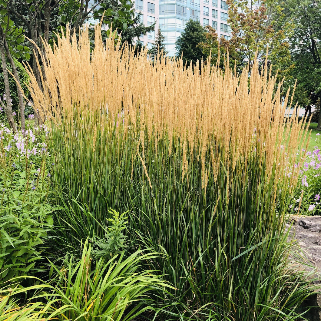 Feather Reed Grass, Karl Forester - Garden Centre - Nursery