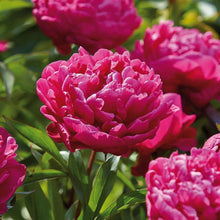 Load image into Gallery viewer, Peony, Karl Rosenfield - Garden Centre - Nursery