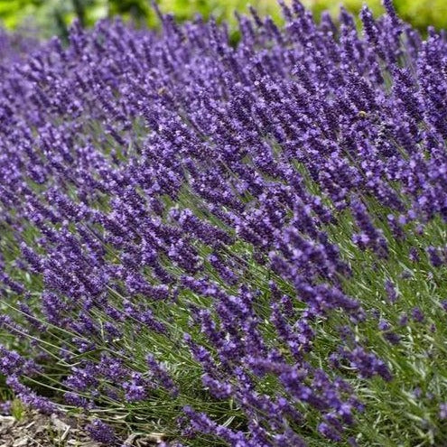 English Lavender, Super Blue - Garden Centre - Nursery