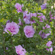Load image into Gallery viewer, Rose of Sharon, Lavender Chiffon - Garden Centre - Nursery