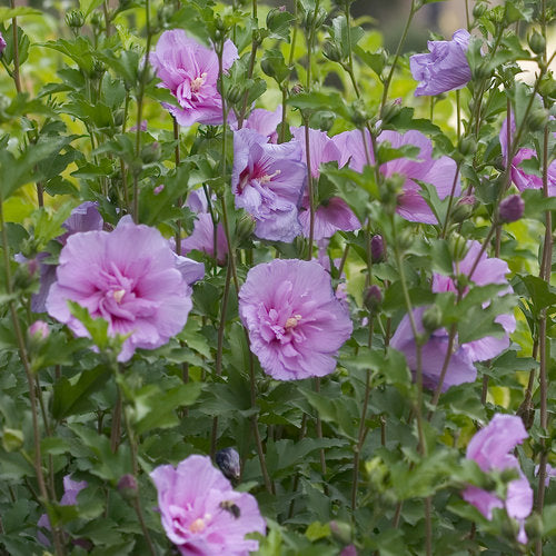 Rose of Sharon, Lavender Chiffon - Garden Centre - Nursery