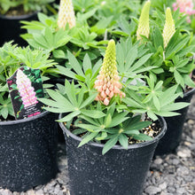 Load image into Gallery viewer, Lupine,Gallery Pink - Garden Centre - Nursery