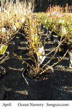 Load image into Gallery viewer, Magical Gold Forsythia - Garden Centre - Nursery
