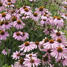 Load image into Gallery viewer, Coneflower, Magnus - Garden Centre - Nursery