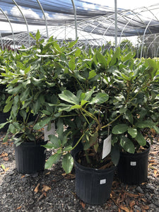Nova Zembla Rhododendron - Garden Centre - Nursery