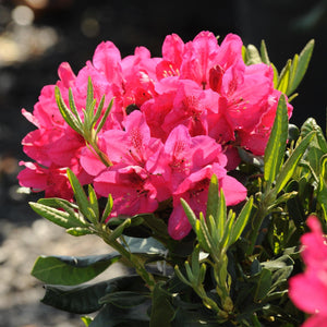 Nova Zembla Rhododendron - Garden Centre - Nursery