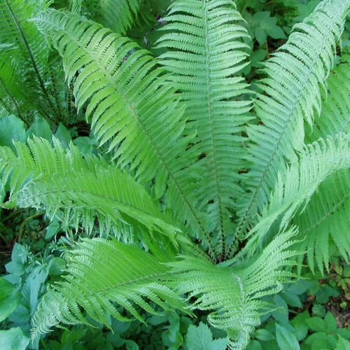 Ostrich Fern - Garden Centre - Nursery