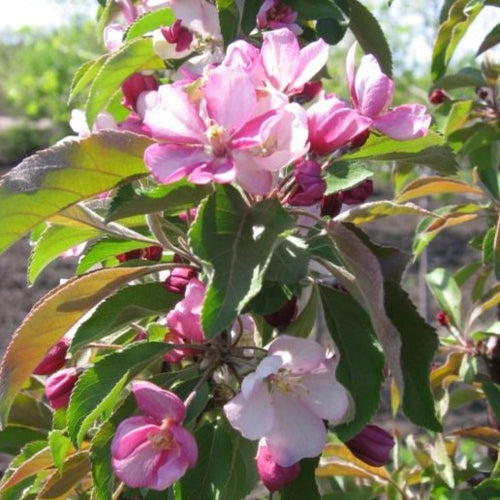 Emerald Spire Crabapple 057 - Garden Centre - Nursery