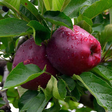 Load image into Gallery viewer, Red Delicious Apple 076 - Garden Centre - Nursery