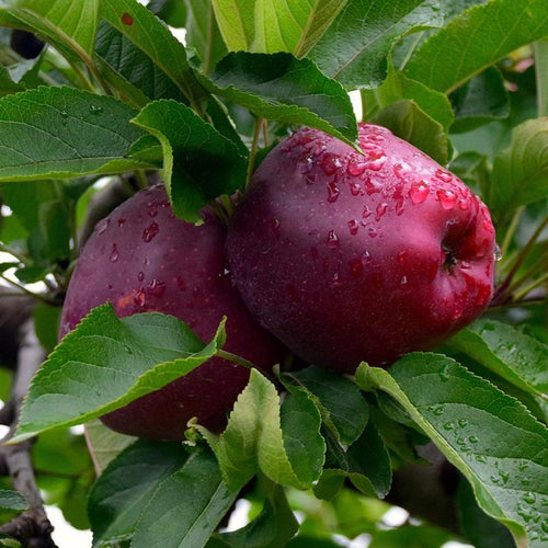 Red Delicious Apple 076 - Garden Centre - Nursery