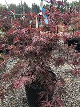 Load image into Gallery viewer, Red Dragon Japanese Maple - Garden Centre - Nursery