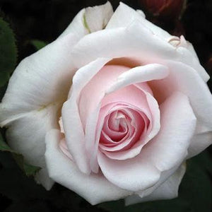 Rose, Anniversary Blush - Garden Centre - Nursery