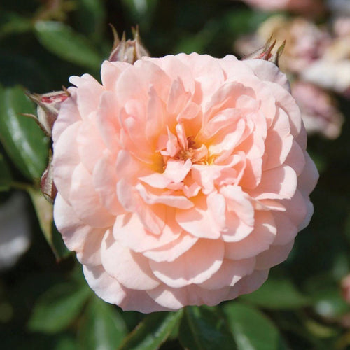Rose, Apricot Drift - Garden Centre - Nursery