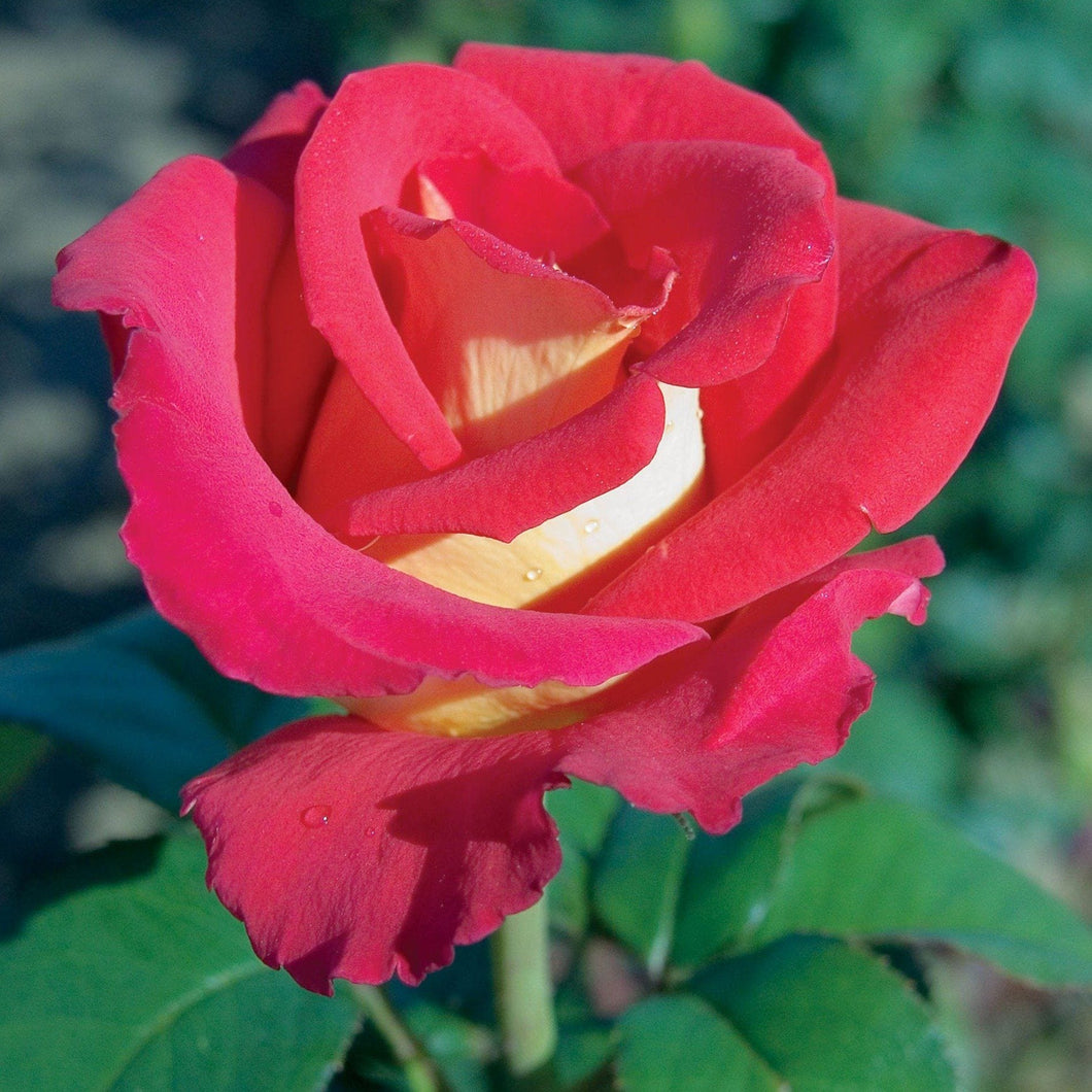 Rose, Canadian Sunset - Garden Centre - Nursery