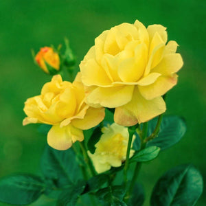 Climbing Rose, Carefree Sunshine - Garden Centre - Nursery