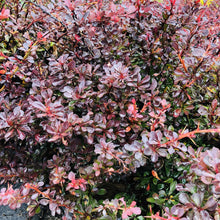 Load image into Gallery viewer, Rose Glow Barberry - Garden Centre - Nursery