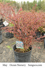Load image into Gallery viewer, Rose Glow Barberry - Garden Centre - Nursery