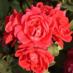 Climbing Rose, Improved Blaze - Garden Centre - Nursery