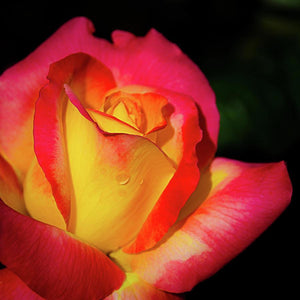 Rose, Love and Peace - Garden Centre - Nursery