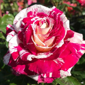 Rose, Neil Diamond - Garden Centre - Nursery