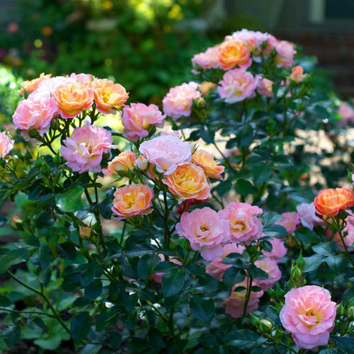Rose, Peach Drift - Garden Centre - Nursery