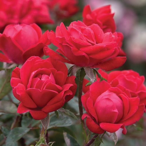 Rose, Red Double Knock Out - Garden Centre - Nursery