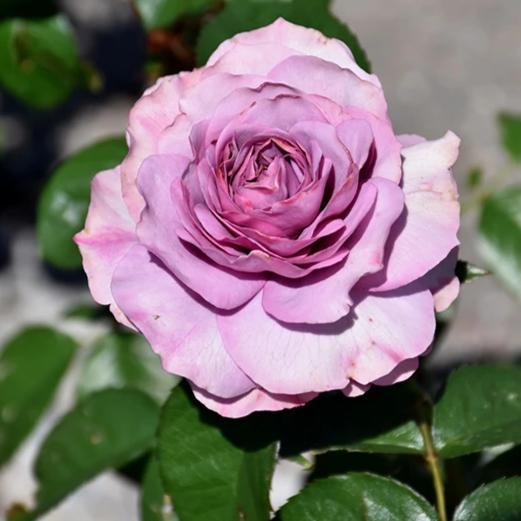 Climbing Rose, Quicksilver Arborose - Garden Centre - Nursery