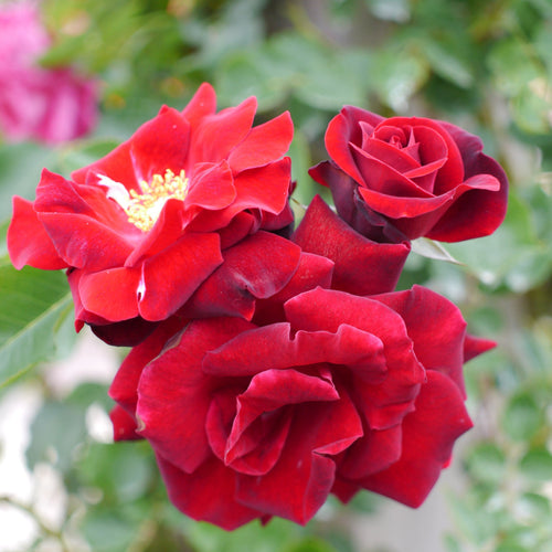 Climbing Rose, Red Fountain - Garden Centre - Nursery