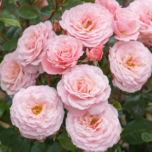 Rose, Sexy Rexy - Garden Centre - Nursery